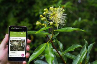PlantNet Identificación planta: Explore la Naturaleza con tu Celular