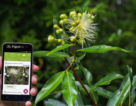 PlantNet Identificación planta: Explore la Naturaleza con tu Celular