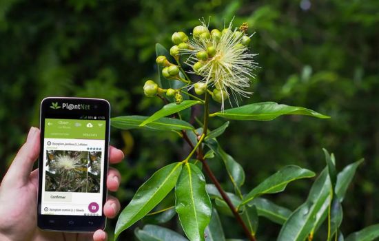 PlantNet Identificación planta: Explore la Naturaleza con tu Celular