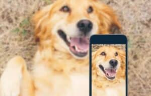 App para Identificar la Raza del Perro: Descubre la Identidad Canin