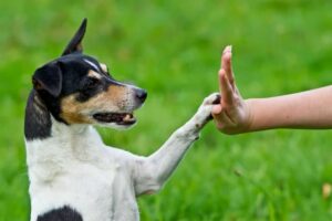 Controla tu mejor amigo: apps de adiestramiento para perros