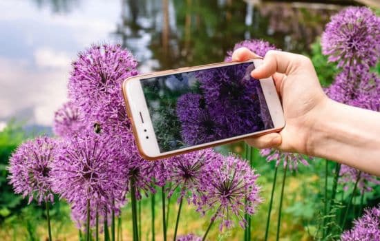 Aplicación para identificar plantas fácilmente