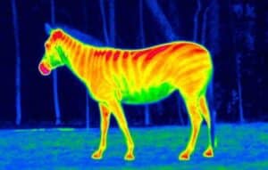 термично зрение