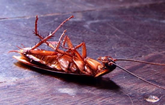 eliminar 100% das baratas de casa